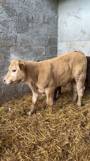 Super charlois bull runner