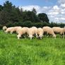 Belclare rams for sale Image 4