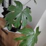 Crassula Ovata Image 2