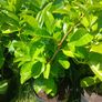 Large Laurel 5 Litre pots over 3ft tall Image 4