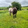 Shorthorn Bull Image 3