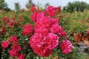 Carpet rose plants