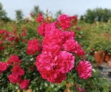 Carpet rose plants