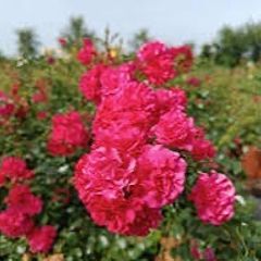 Carpet rose plants