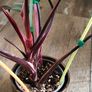 No.7 Philodendron Red Anderson Image 8