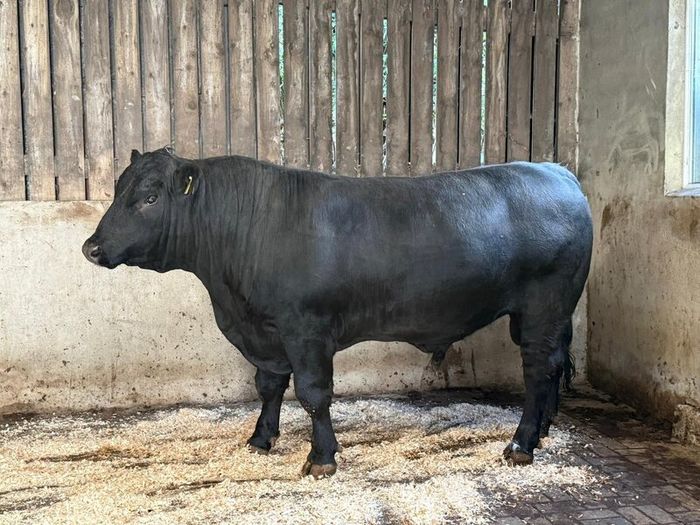 AA bull