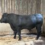AA bull Image 2