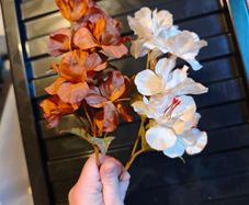 beige and brown flowers on stems