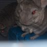 Female Sister Chincillas Image 2