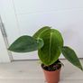 Anthurium Peltigerum Plant Image 2