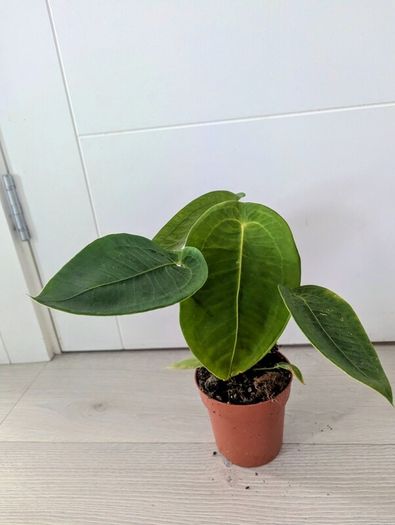 Anthurium Peltigerum Plant
