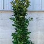 Cherry laurel 7-8ft PREMIUM Image 2