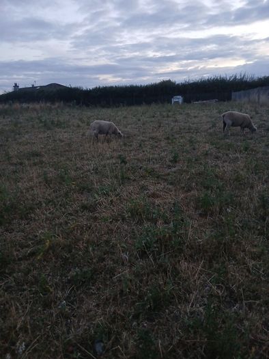 2 lambs for sale