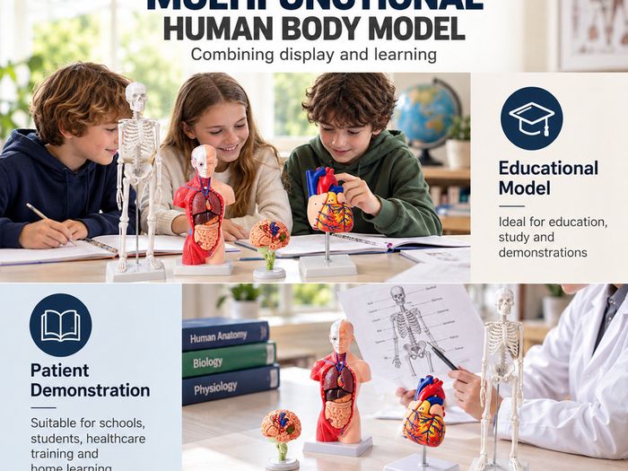 Human Anatomy Model Set of 4 Skeleton, Torso, Heart and Brain Educational Teaching Models