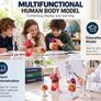 Human Anatomy Model Set of 4 Skeleton, Torso, Heart and Brain Educational Teaching Models Image 2