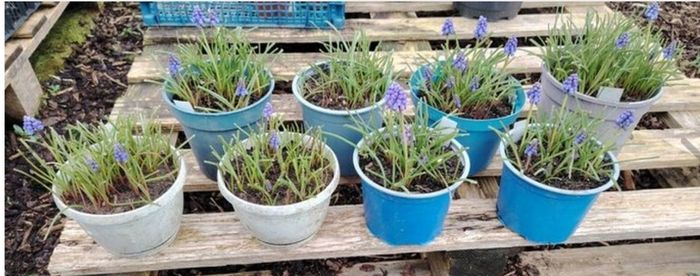 Muscari Seeds / Muscari Bulbs