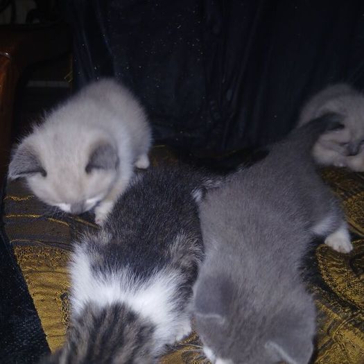 Kittens