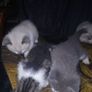 Kittens Image 5