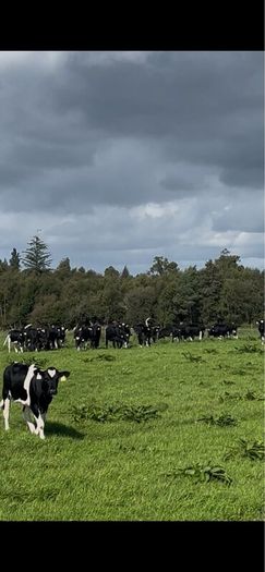 Maiden heifers Feb 26 born