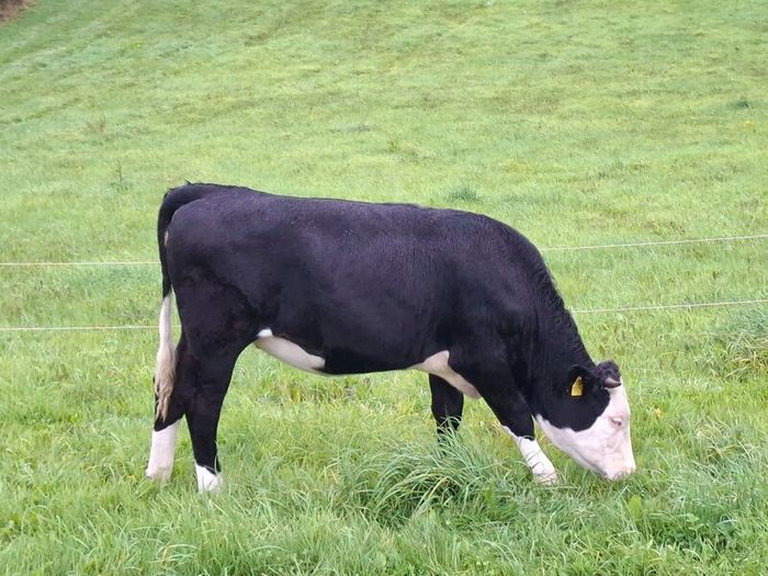5 Heifers. 5 good condition heifers