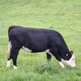 5 Heifers. 5 good condition heifers Image 9