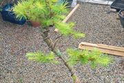 Japanese larch bonsai start material