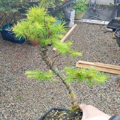 Japanese larch bonsai start material