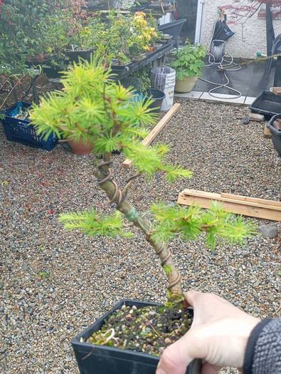 Japanese larch bonsai start material