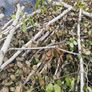 tree firewood Image 3