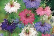 (N) Love-in-The-Mist Persian Jewel seeds 0.5g (approx. 210 seeds) (415601)