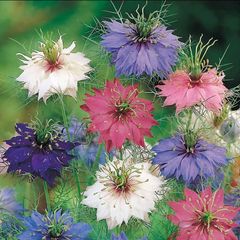 (N) Love-in-The-Mist Persian Jewel seeds 0.5g (approx. 210 seeds) (415601)
