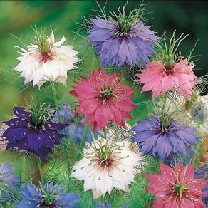 (N) Love-in-The-Mist Persian Jewel seeds 0.5g (approx. 210 seeds) (415601)