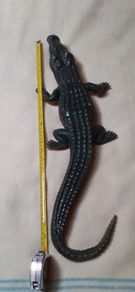 Crocodile large toy