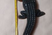 Crocodile large toy