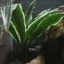 Paludarium for vampire crabs Image 9