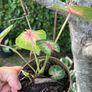Small caladium red Image 2