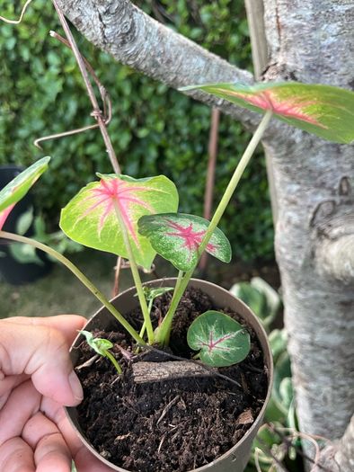 Small caladium red