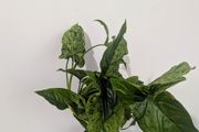Syngonium Mottled Plant
