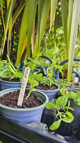 Sweet Pea Plants and more