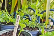 Sweet Pea Plants and more