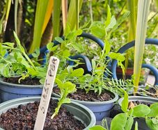 Sweet Pea Plants and more