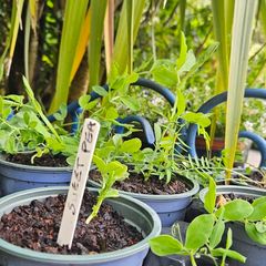 Sweet Pea Plants and more