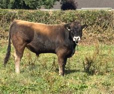 Bull