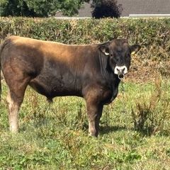 Bull