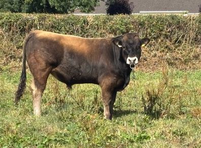 Bull