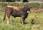 Bull