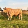 Bull Image 3