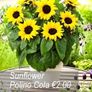 Sunflower seeds from only 1.00 euro Image 5
