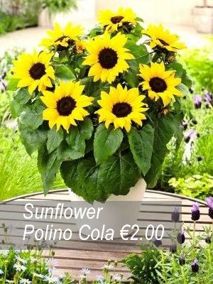 Sunflower seeds from only 1.00 euro