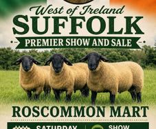 Suffolk Ram Sale Saturday 8th August Roscommon Mar